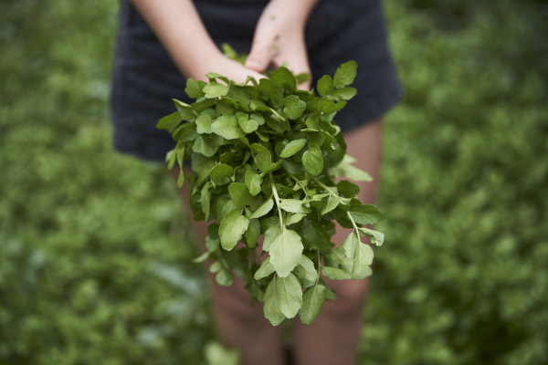 Person holding freshly picked watercress